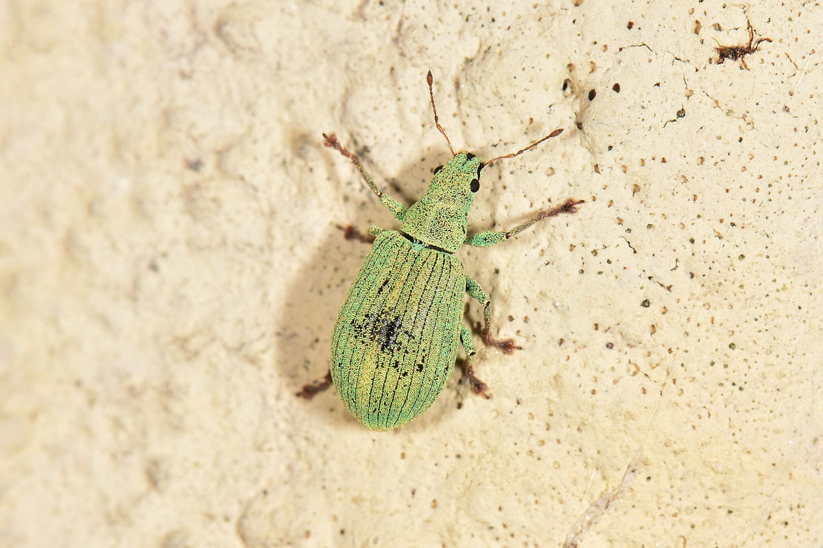 Curculionidae: Polydrusus brevicollis?  S !